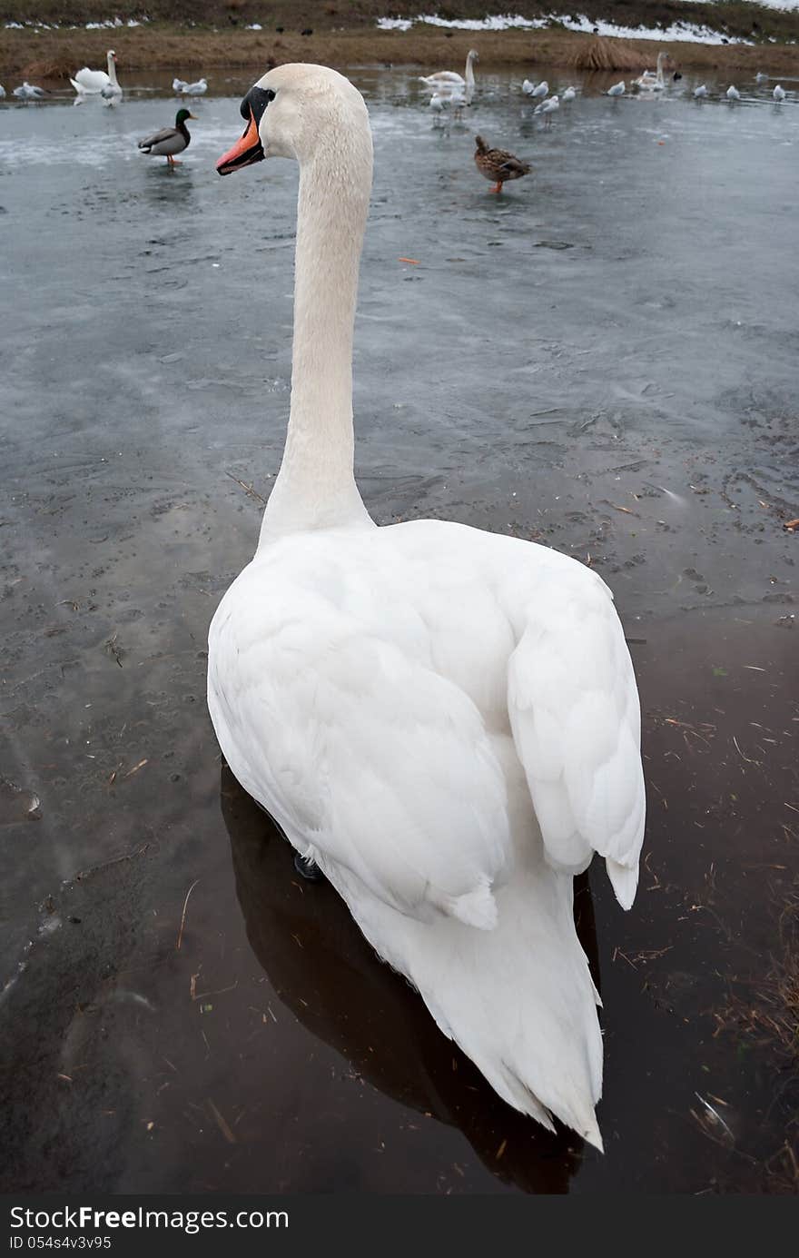 Swan standing back on the ice. Swan standing back on the ice