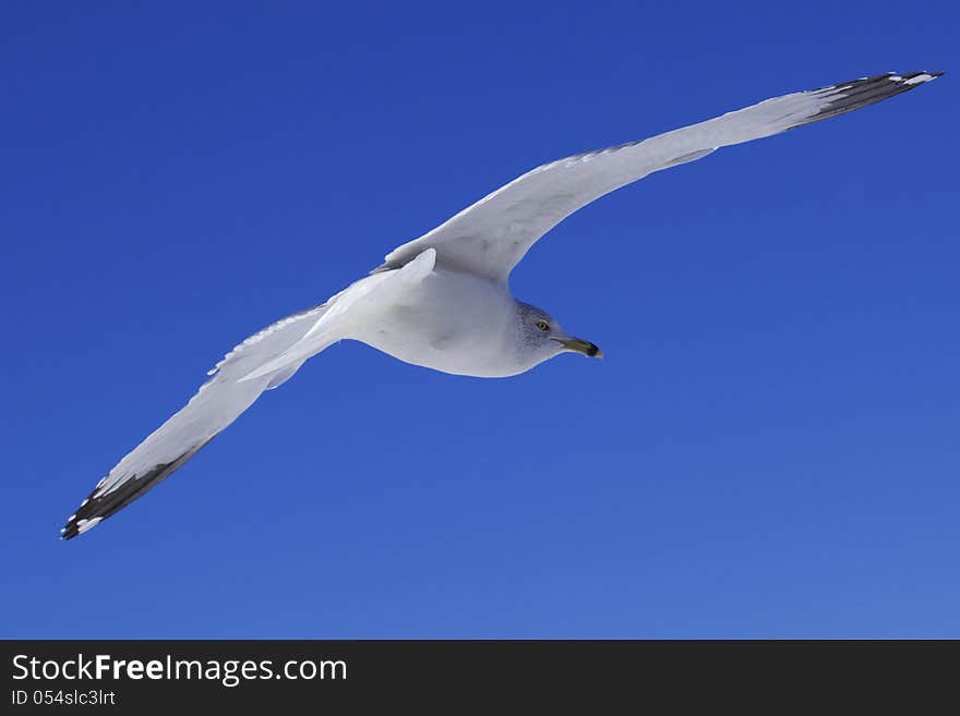 Seagulls flying in a blue sky. Seagulls flying in a blue sky