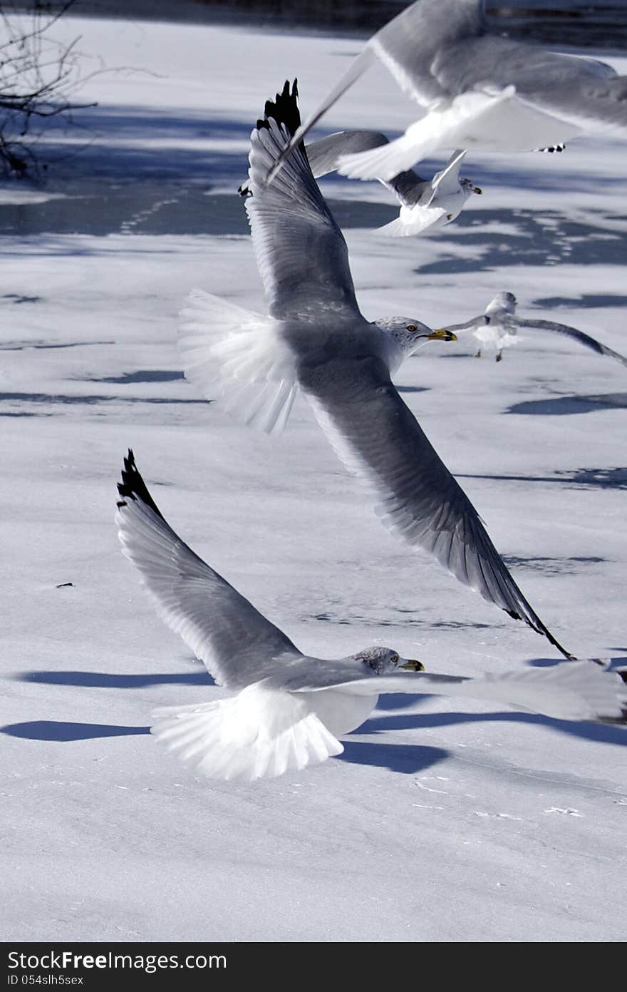 Seagulls flying over an icy pond. Seagulls flying over an icy pond