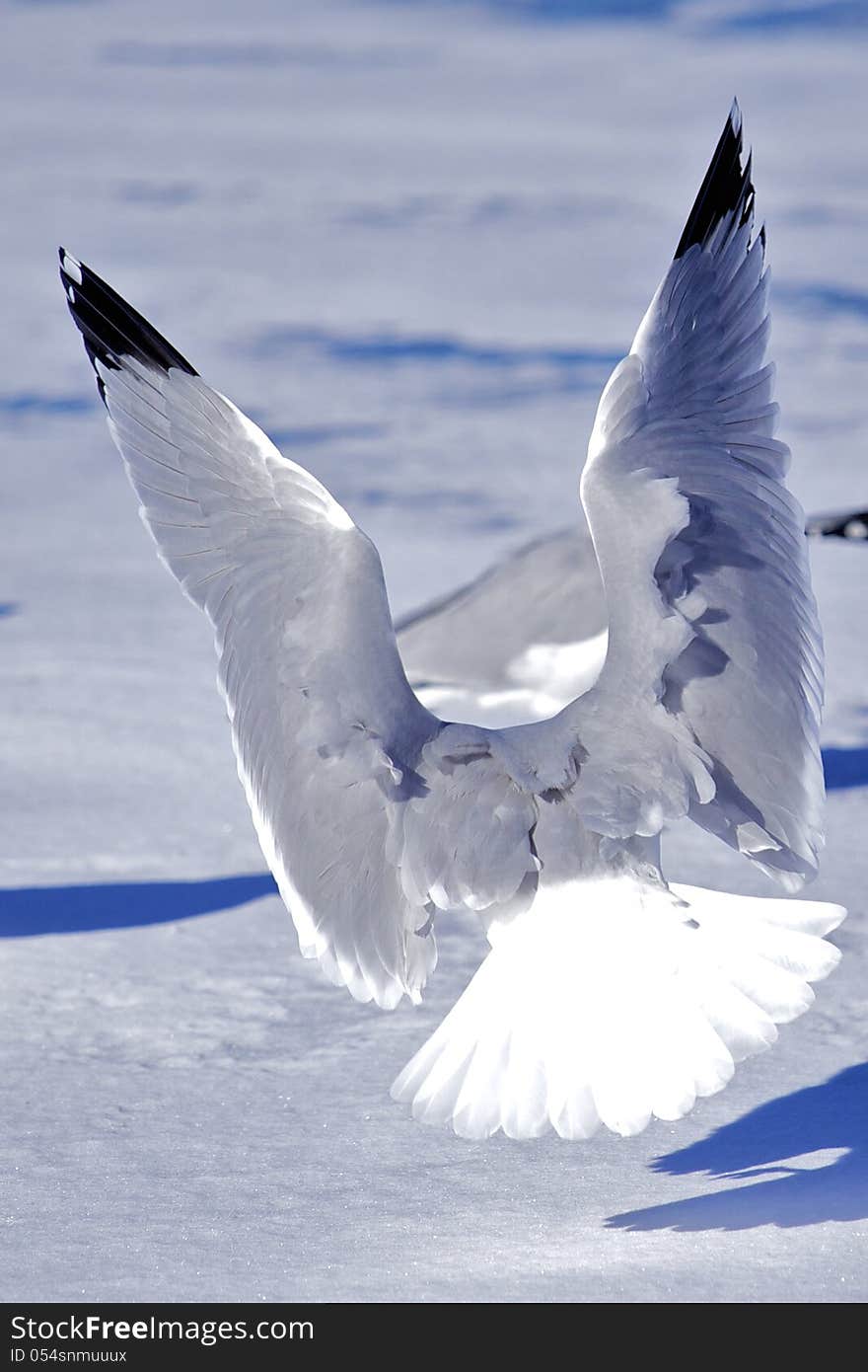 Seagulls flying in a blue sky. Seagulls flying in a blue sky