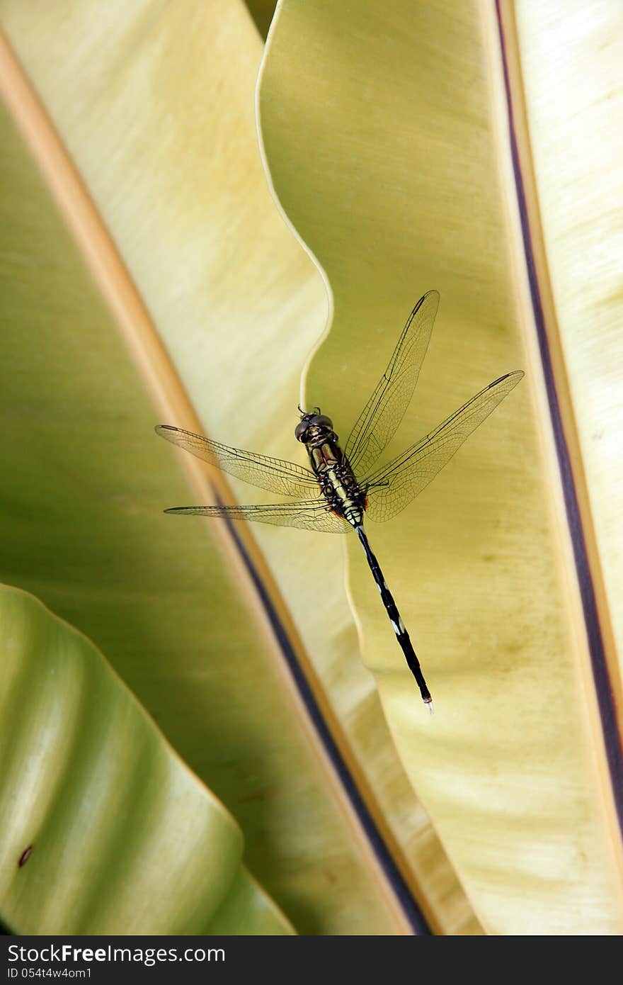 Dragonfly perching on a leaf. Dragonfly perching on a leaf.