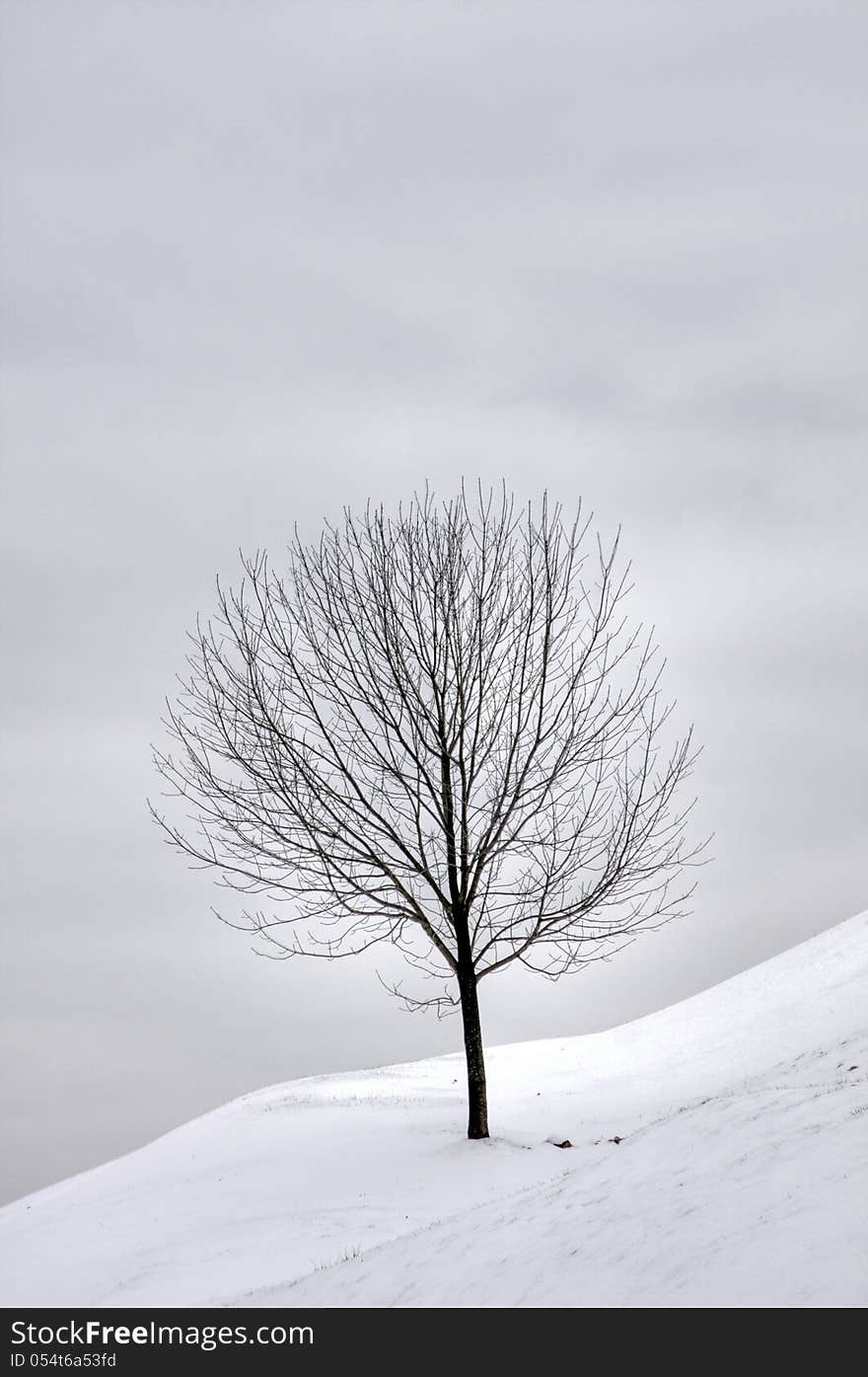 A single tree on a snow covered hill. A single tree on a snow covered hill