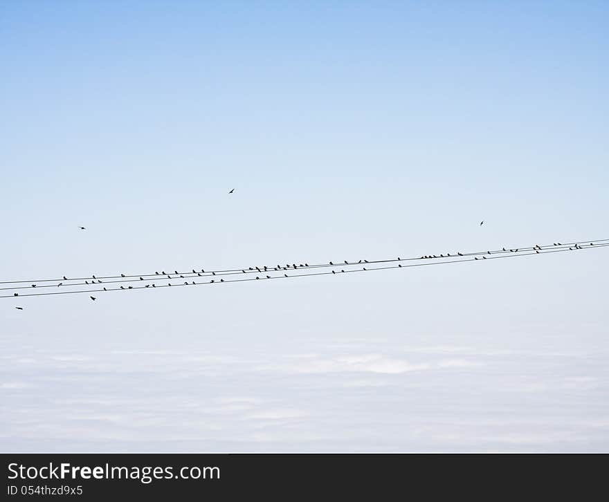 Birds resting on high tension power lines overlooking a fogged-in Pacific ocean. The lines are connected to electrical towers along a mountain ridge at 3000 feet. The combination of altitude and distant fog make for a surrealistic image. Birds resting on high tension power lines overlooking a fogged-in Pacific ocean. The lines are connected to electrical towers along a mountain ridge at 3000 feet. The combination of altitude and distant fog make for a surrealistic image.