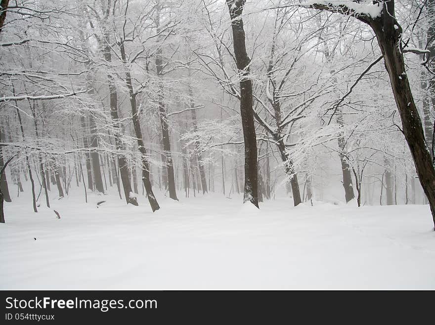 Snowy landscape