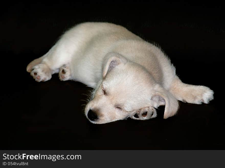 Sleeping puppy on black surface isolated