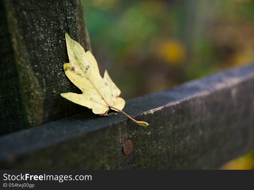 Leaf on a board