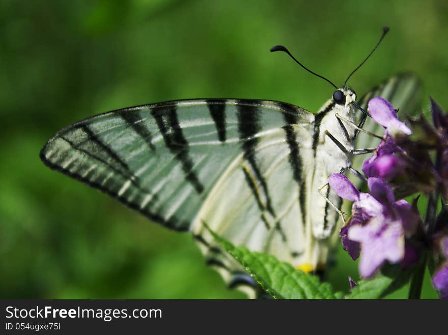 Butterfly sitting on purple flower. Butterfly sitting on purple flower