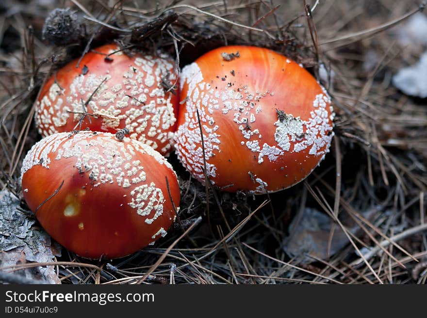 Three poisonous mushrooms in the forest. Three poisonous mushrooms in the forest