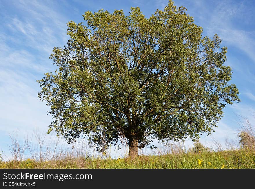 Big oak tree in summer