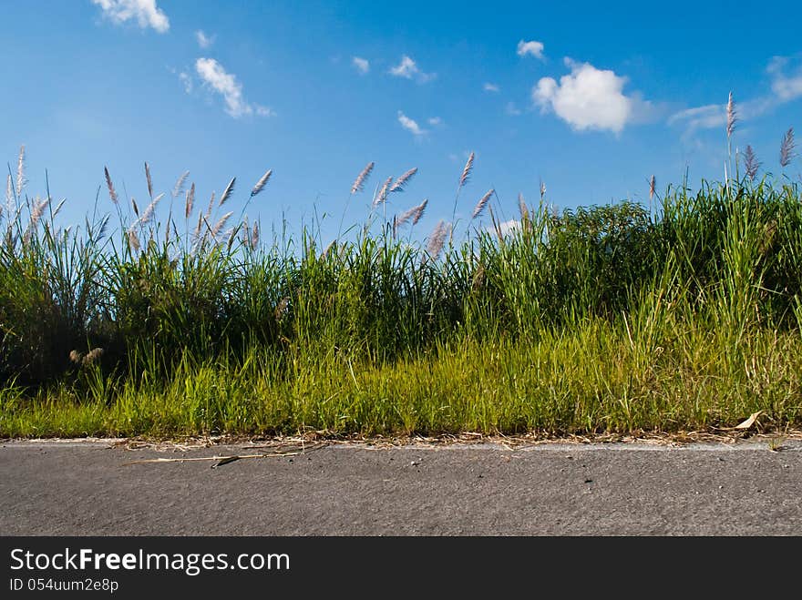 Roadside grass