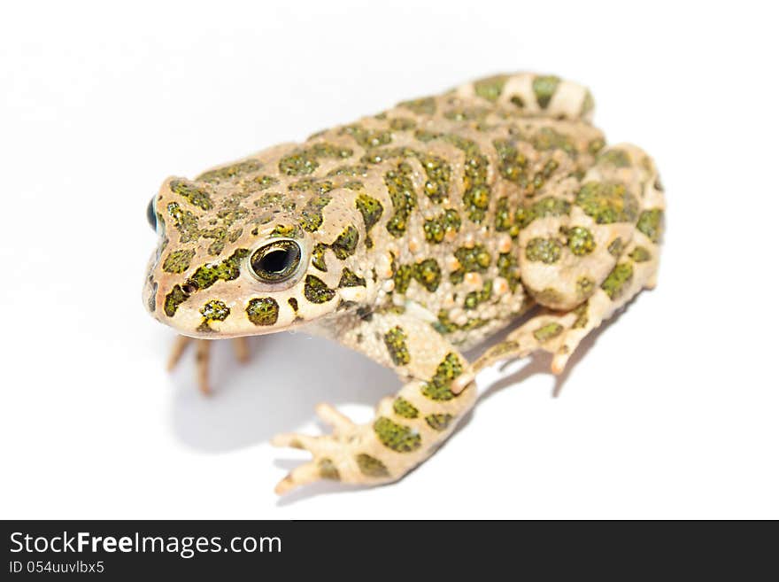 Frog on a white background. Frog on a white background