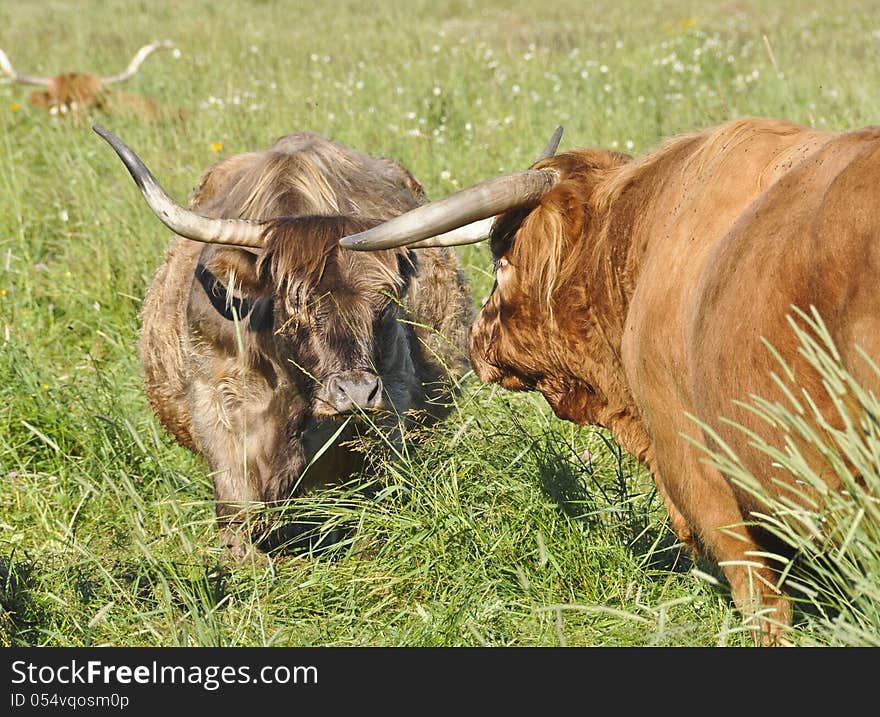 Scottish Highland Brindle Cow with Bull looking on. Scottish Highland Brindle Cow with Bull looking on.