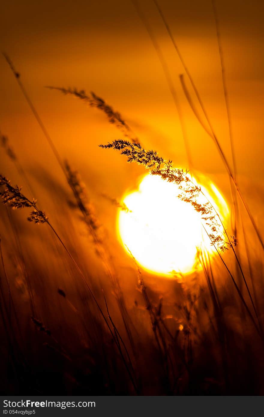 Grass landscape in the wonderful sunset light. Grass landscape in the wonderful sunset light