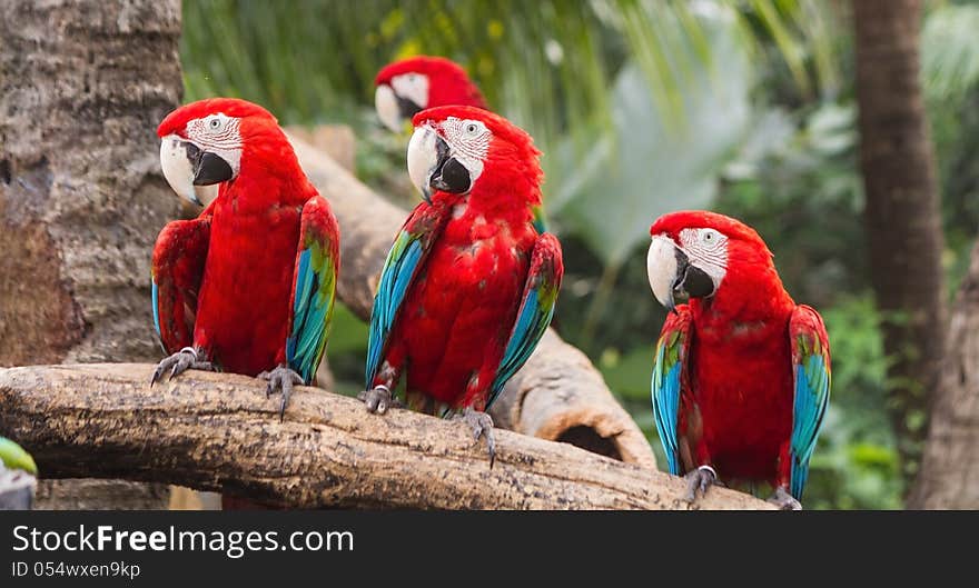 Scarlet Macaw in the zoo, Thailand