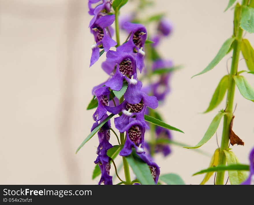 Angelonia Salicariifolia Humb. & Bonpl