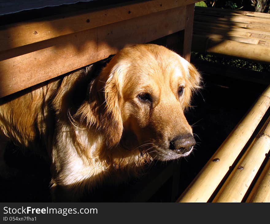 A Golden Retriever is waiting for his master