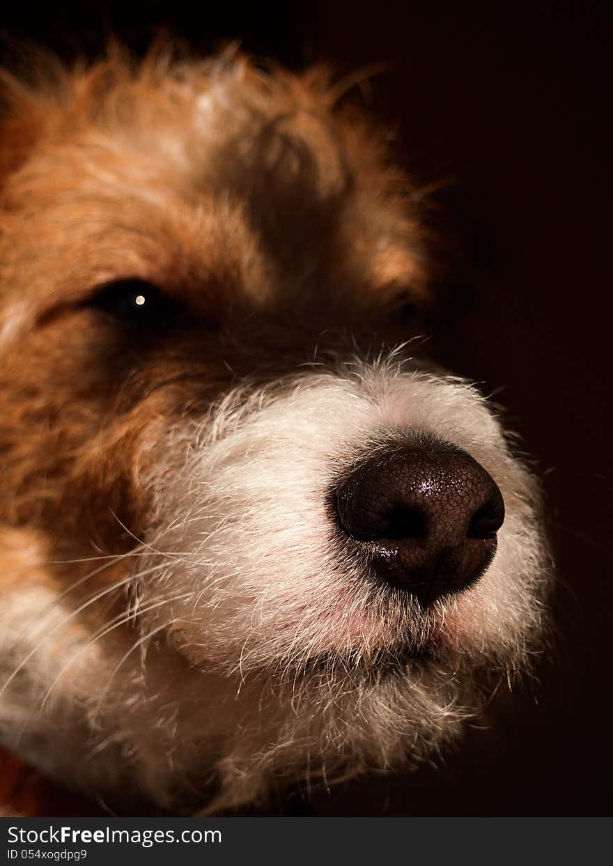 Lose up with the nose of a young fox terrier emerging from the shadow brackground