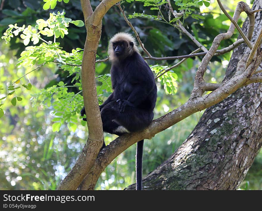 Monkey sitting on a tree branch. Monkey sitting on a tree branch