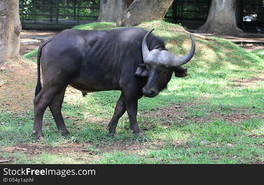 Asian buffaloes in indian zoo