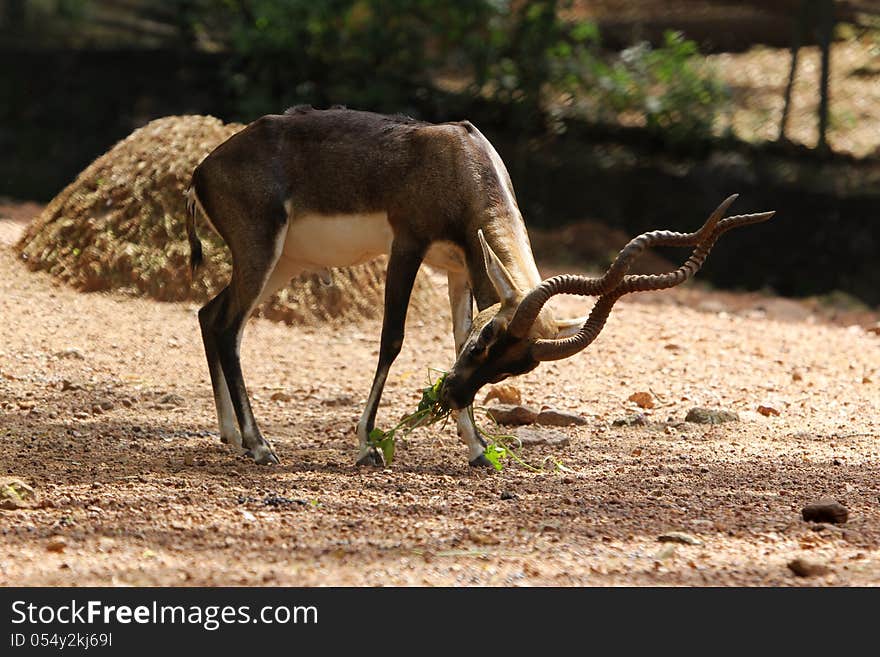 Asian black bucks