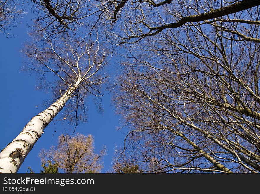 Look up through the trees on a blue sky. Look up through the trees on a blue sky