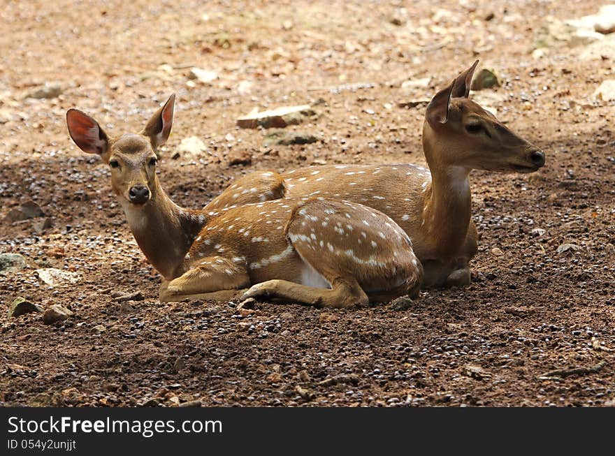 Two spotted deers relaxing in the deer park, asia