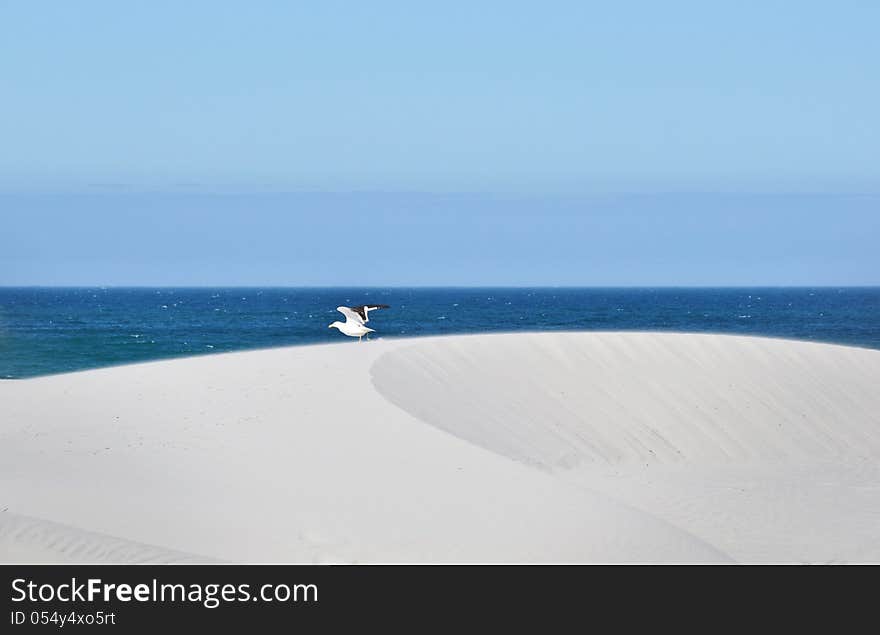 Landscape with seagull on migrating white sand dune. Landscape with seagull on migrating white sand dune