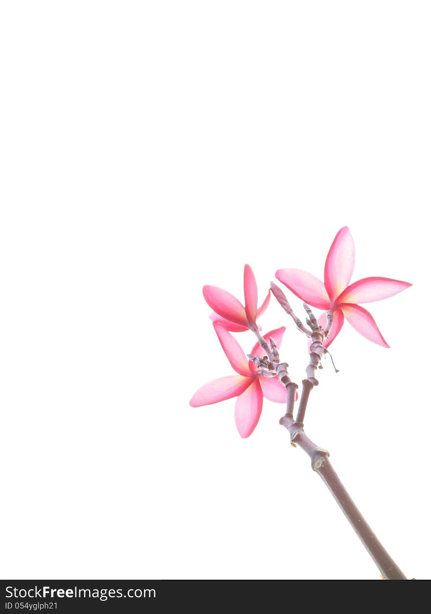 Back side of Tropical flowers red frangipani (plumeria) on white background