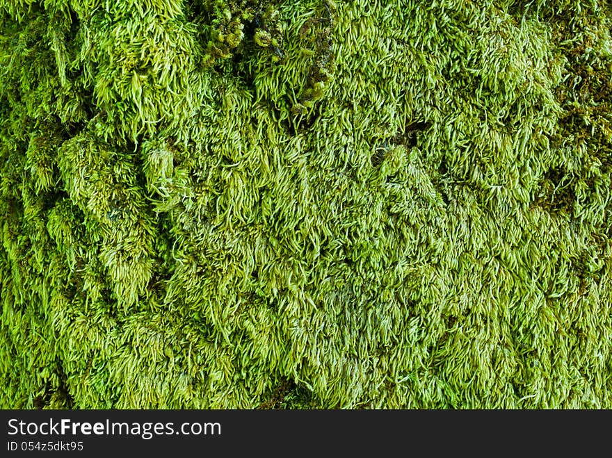 Moss & Lichen on the bark