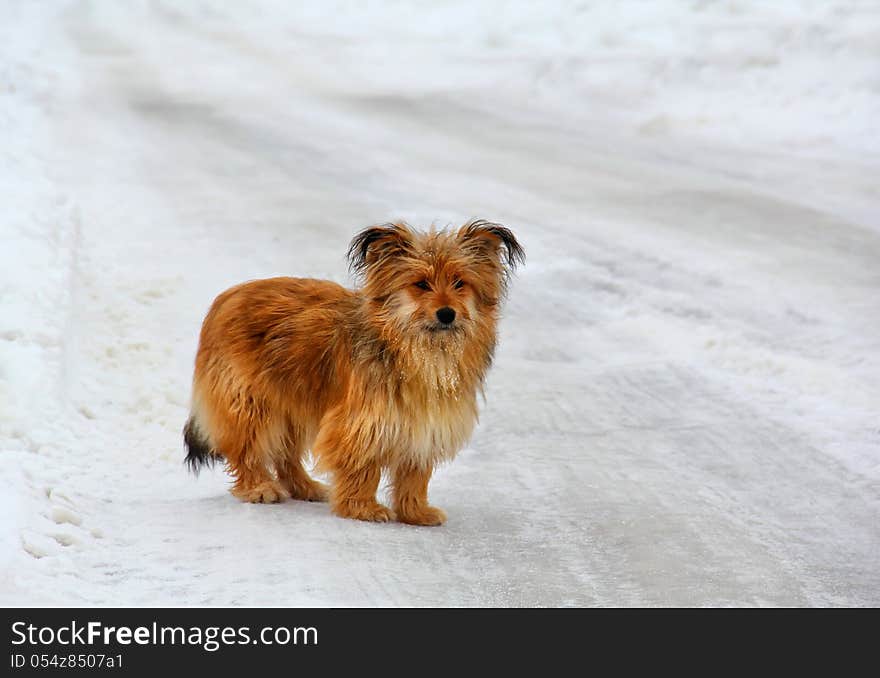 A lonely little dog waiting on a snowy road. A lonely little dog waiting on a snowy road