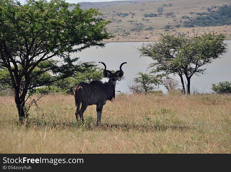 A male Kudu resting under a tree in a nature reserve