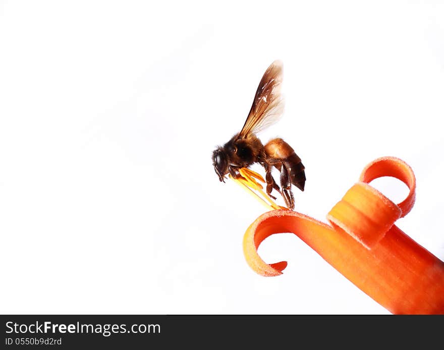 Honeybee standing on orange flower , isolated against white background.