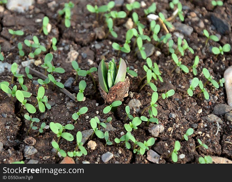 Legume sprout after the first rain. Legume sprout after the first rain