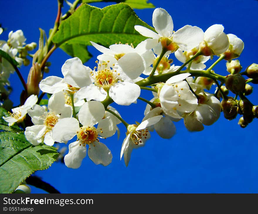 A Branch Of The Cherry