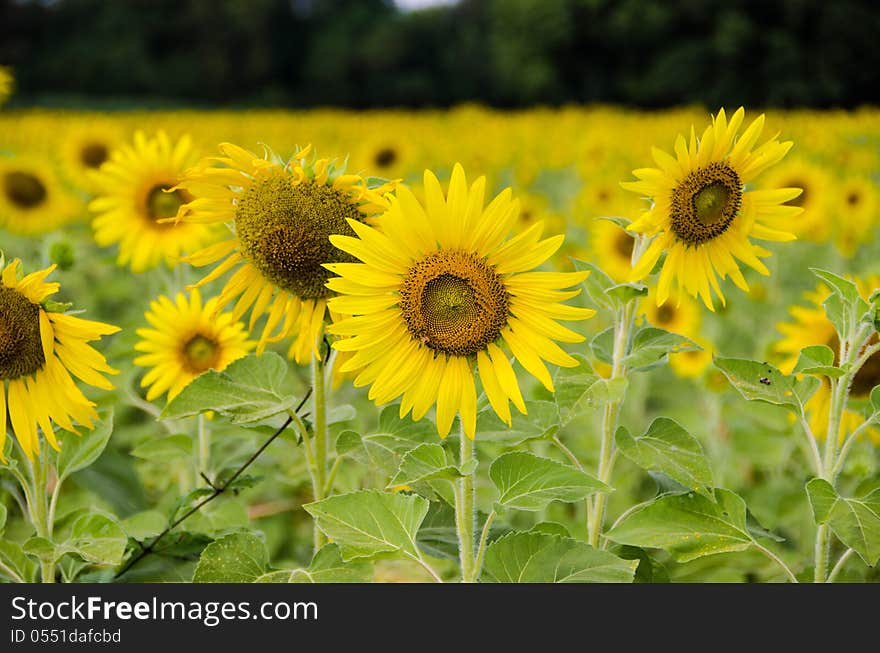 sunflowers flowers yellow