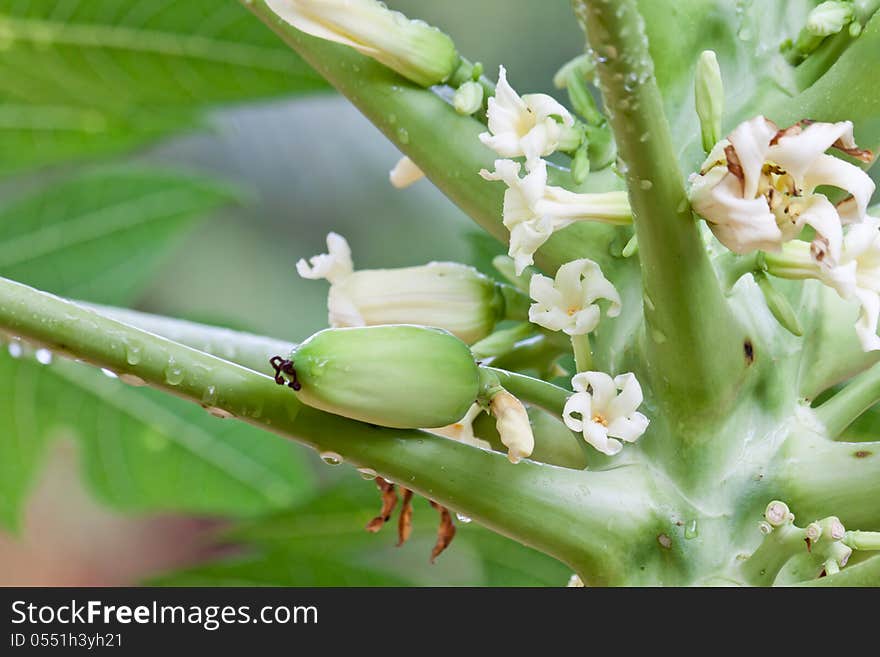 Young papaya fruit and papaya flower on papaya tree after rain drop.