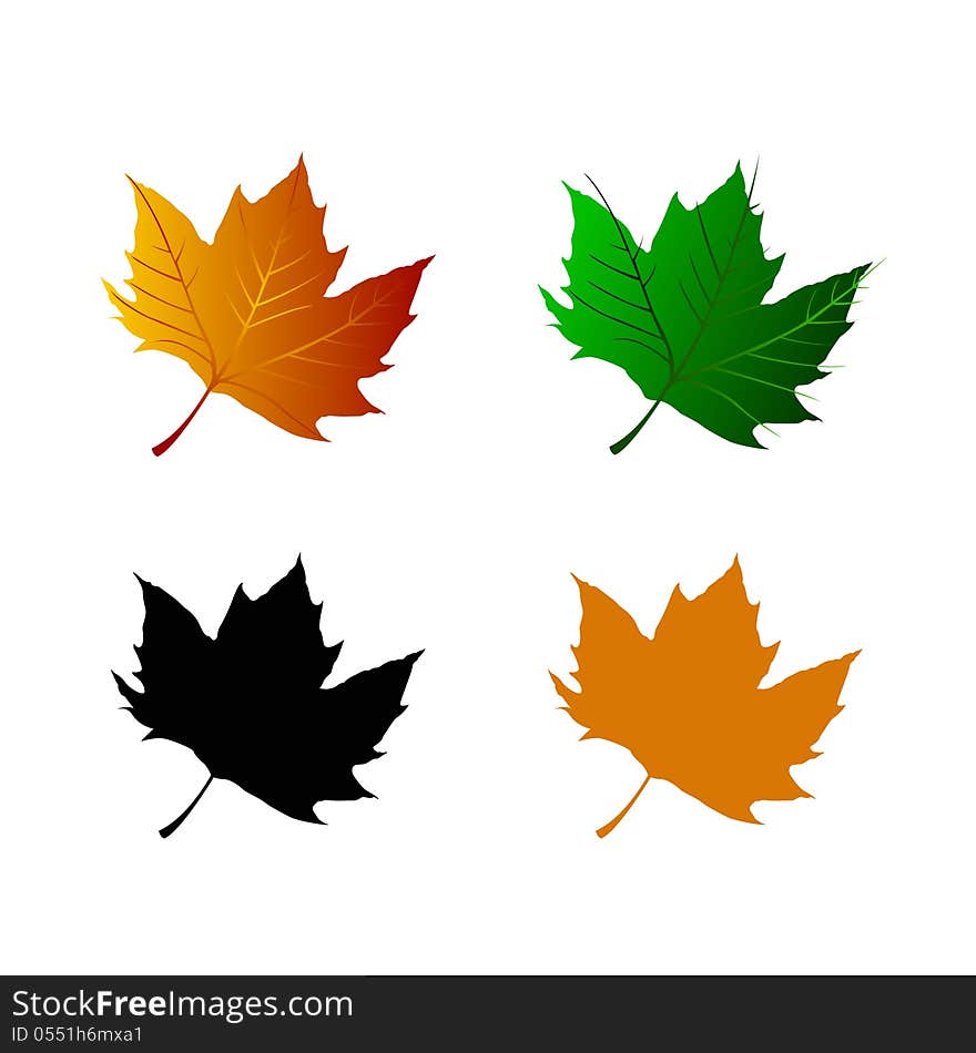 Vector image of collection of  leaf of maple