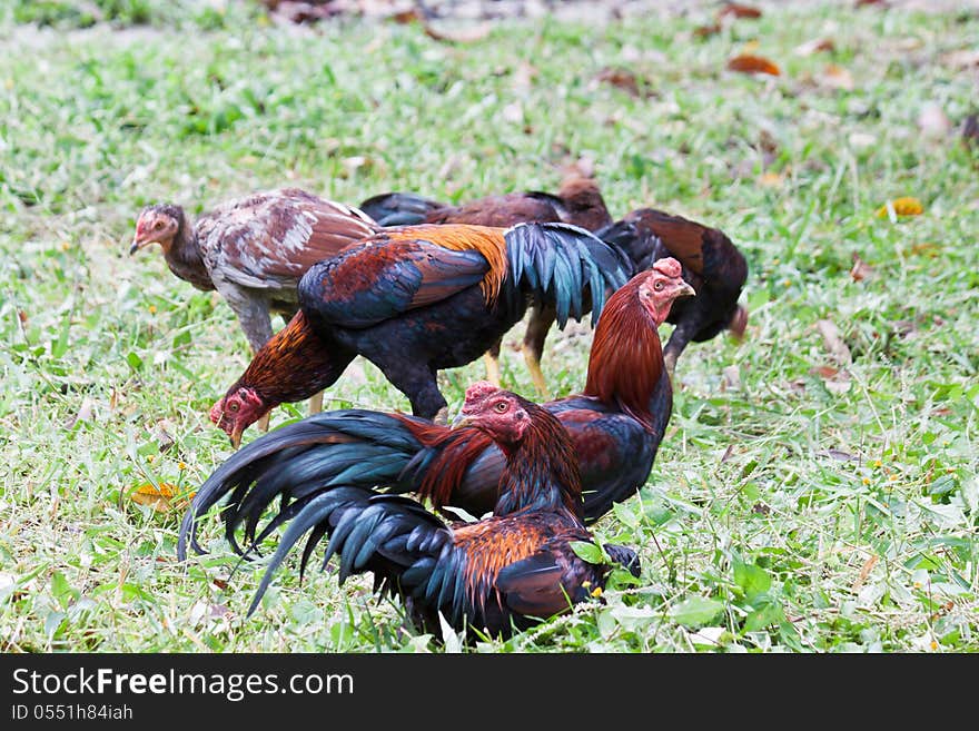 Chickens are finding food in the lawn. Chickens are finding food in the lawn