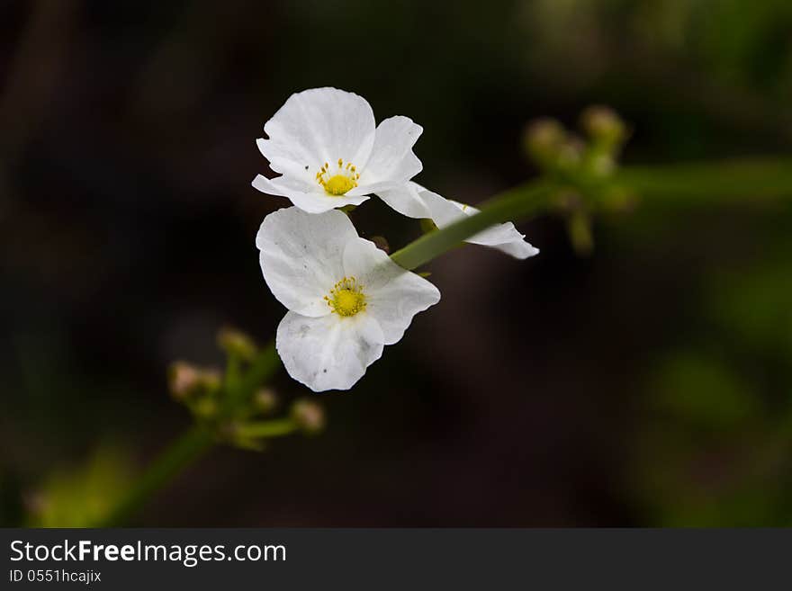 Burhead white flowers with yellow stamens.