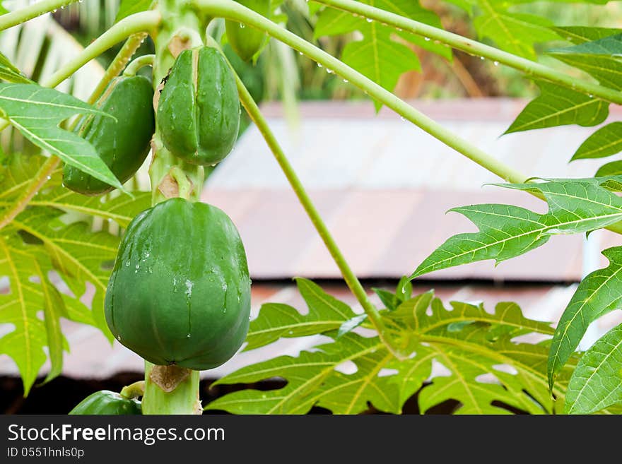 Unripe papaya fruit on papaya tree after rain drop.