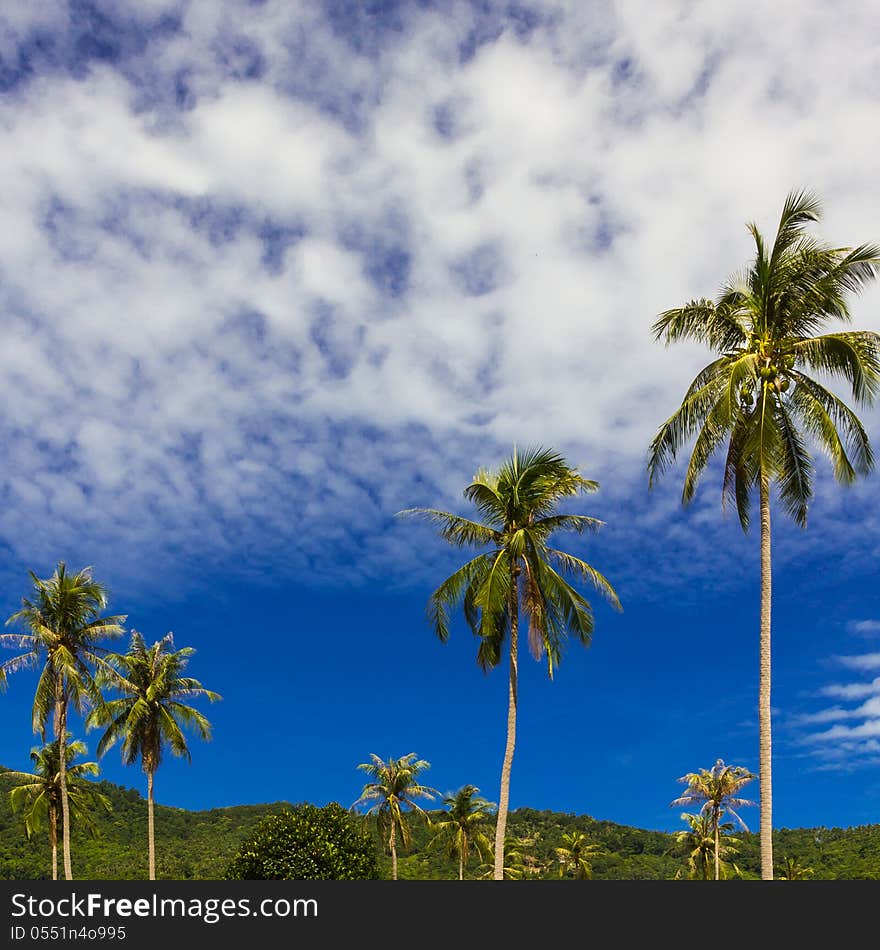 Coconut tree on blue sky background