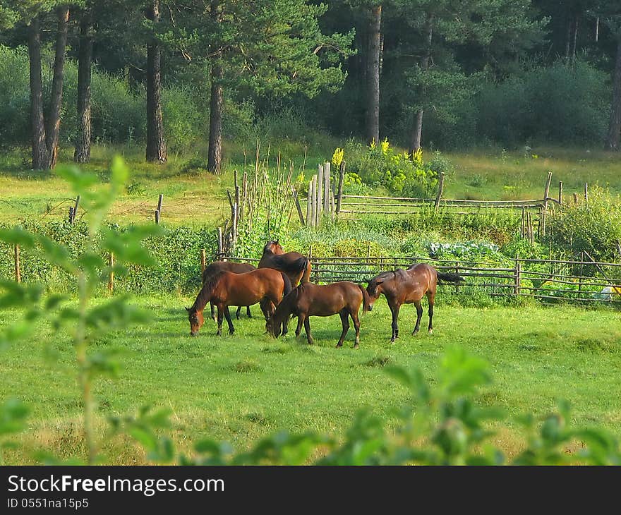 Group Of Horses In Field At Morning