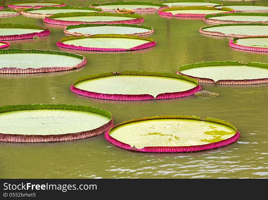 Giant leaves of Victoria amazonica lilies in Bolivia