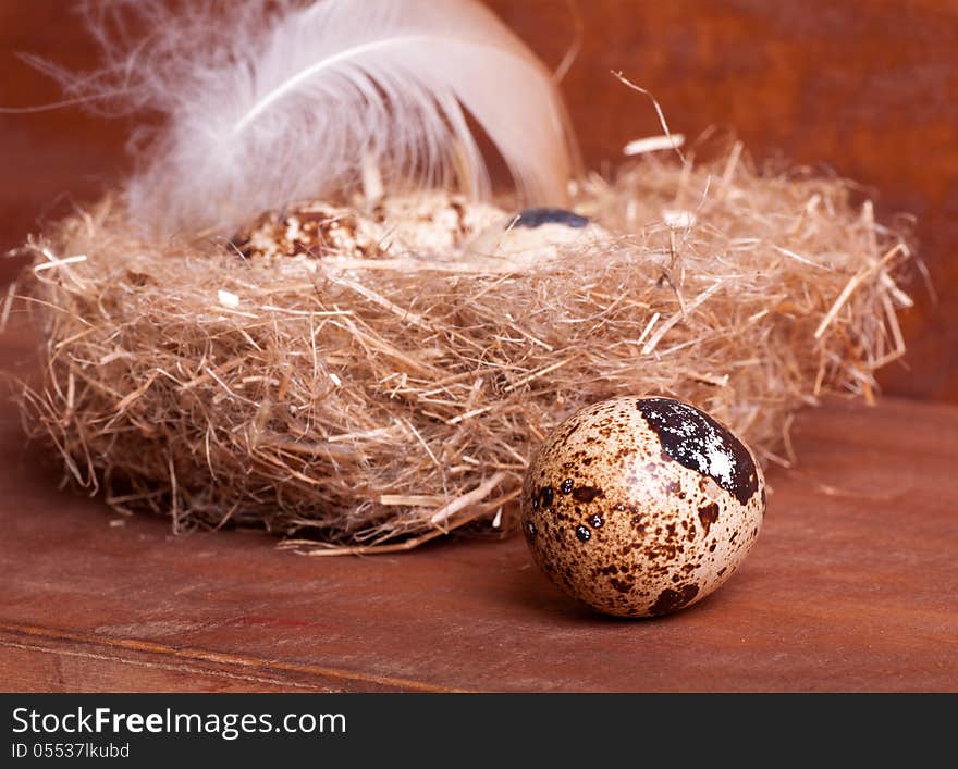 Quail egg near the nest with eggs