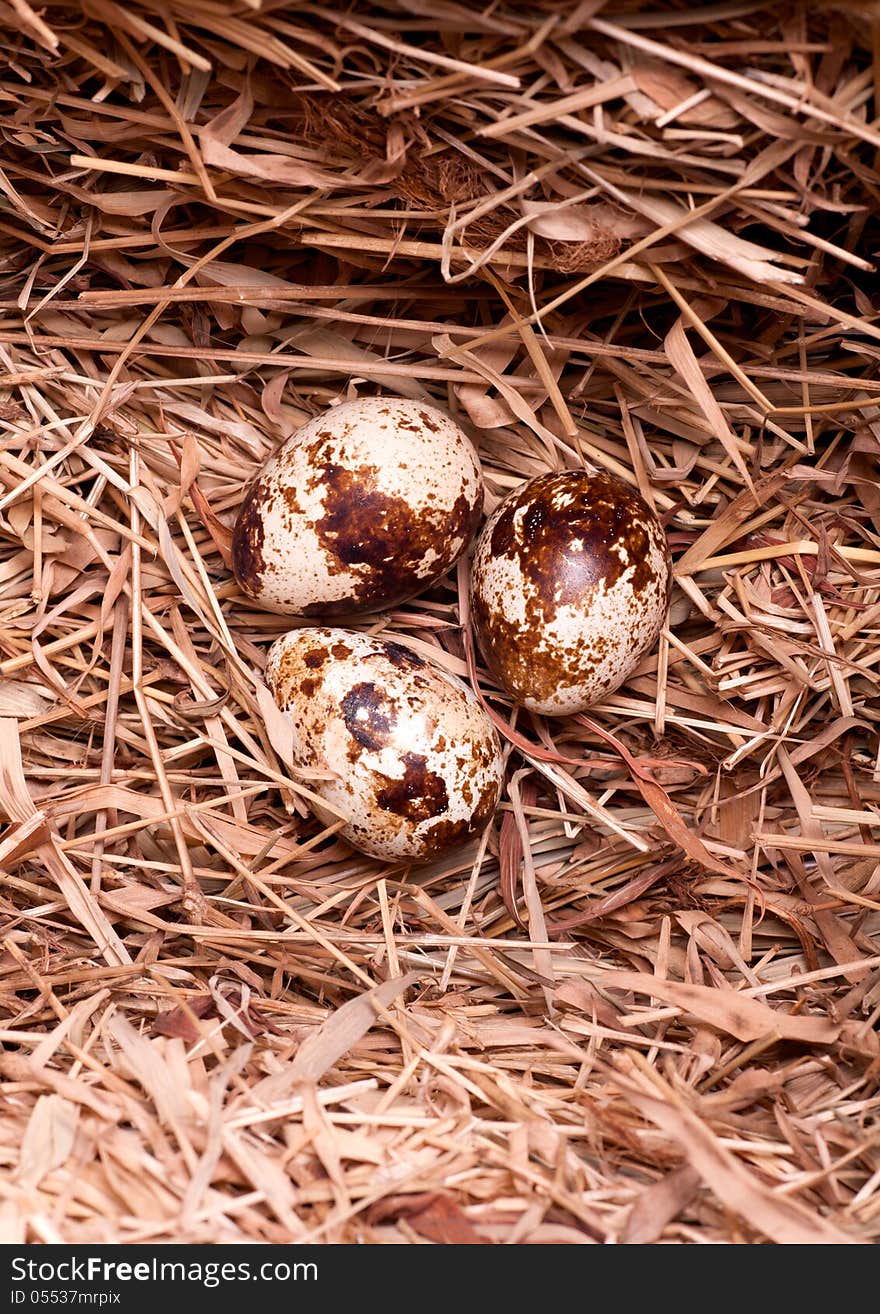 Eggs three quail in the nest