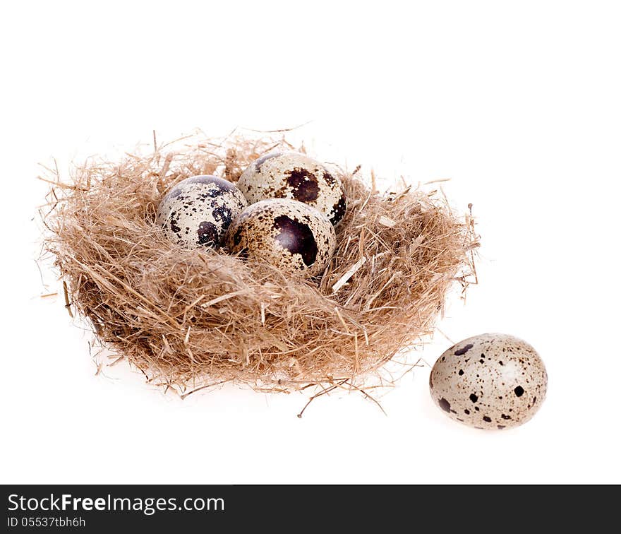 Quail egg on the background of the nest with three eggs