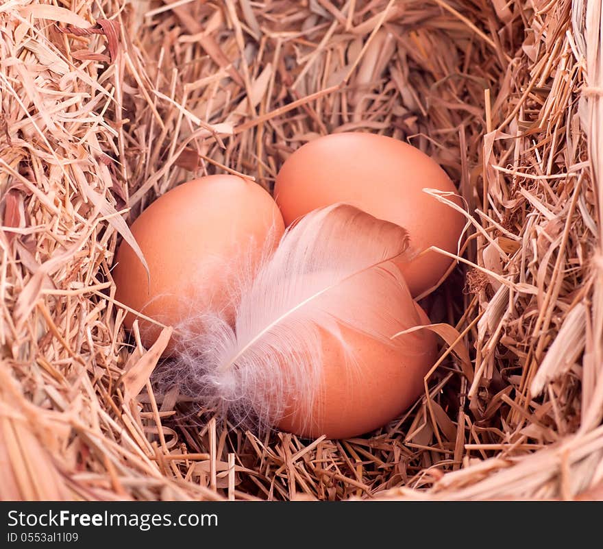 Three yellow balls with a feather in the nest