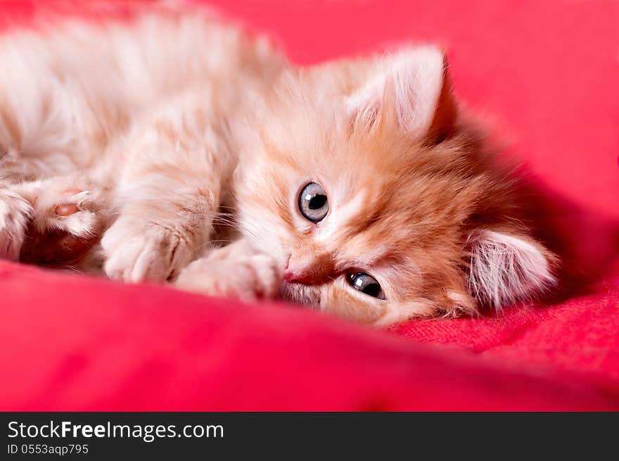 Red kitten lays on a red bedspread and licking paw