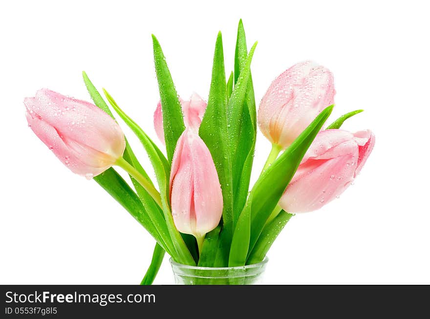 Bunch of 5 Beautiful Spring Pink Tulips with Droplets in Glass Vase isolated on white background