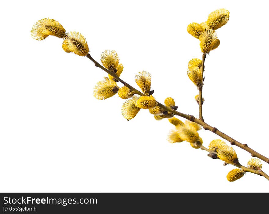 Beautiful willow branches in bloom. Beautiful willow branches in bloom